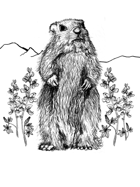 Marmot 